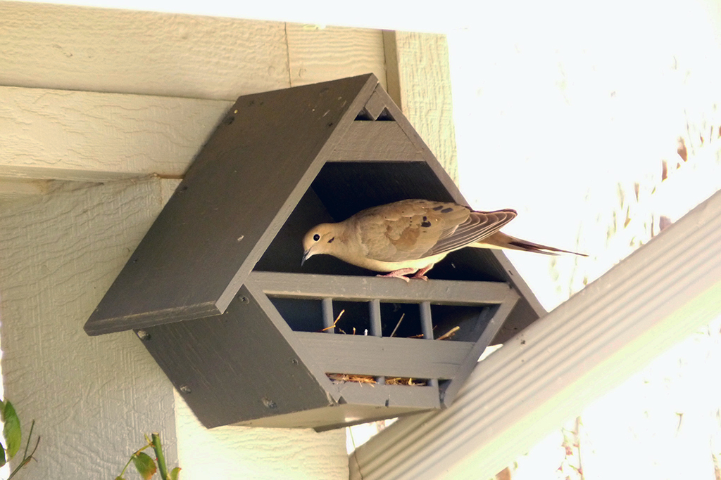 Lovey Dovey Birdhouses