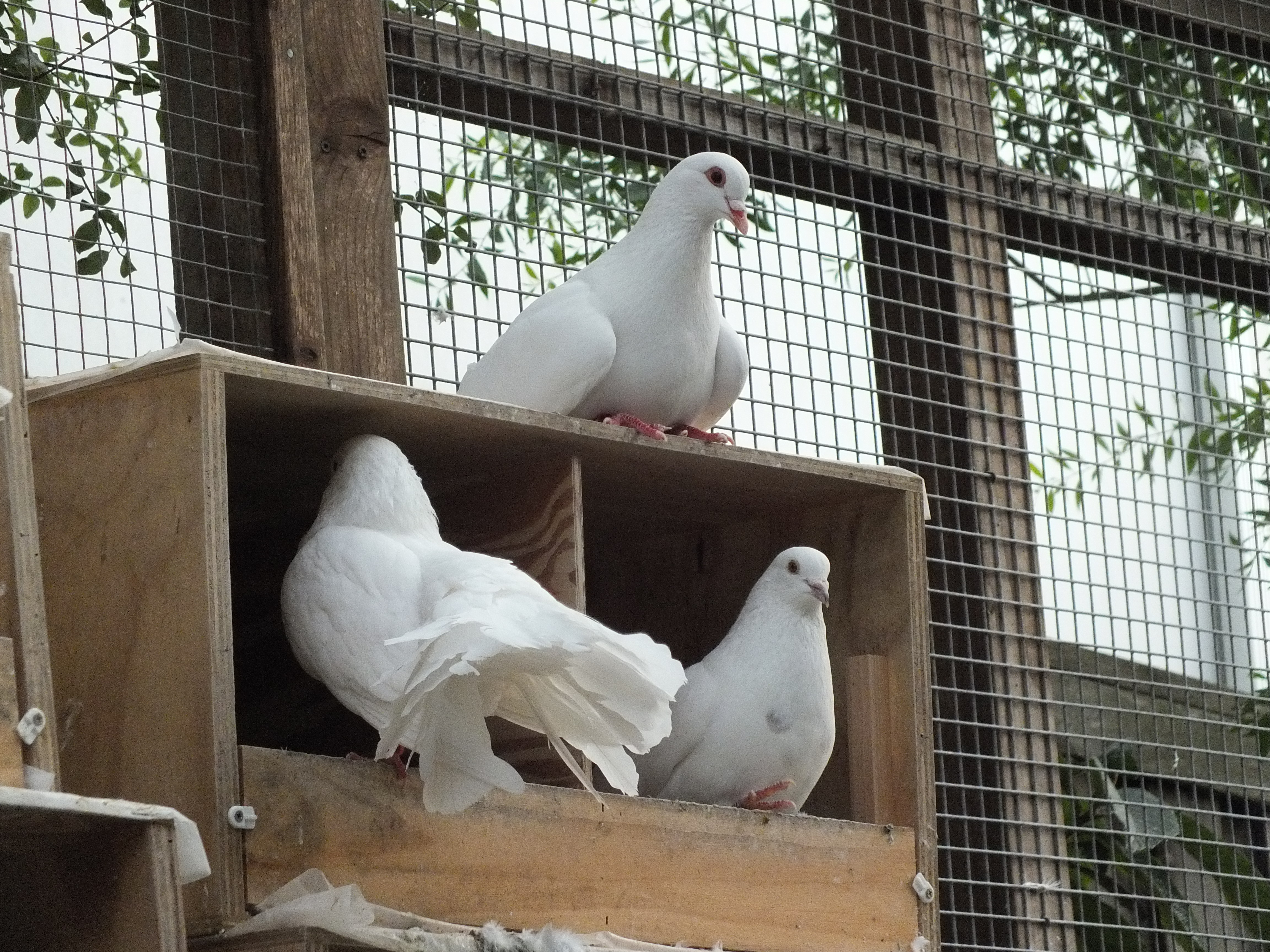 Tink In The Wulf Aviary