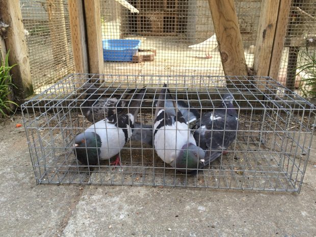 How to Catch a Pigeon or Dove in Need of Rescue