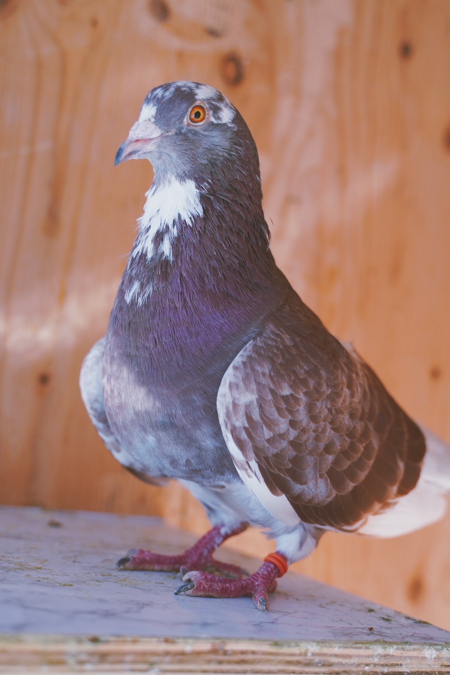 Pigeons & Leg Bands