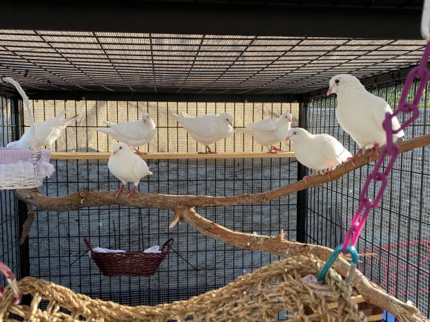 How to DIY Make an Easy, Safe Pigeon or Dove Aviary 