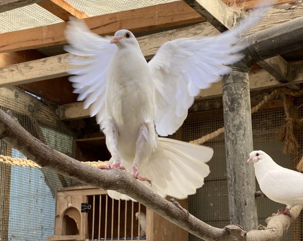 raising doves as pets