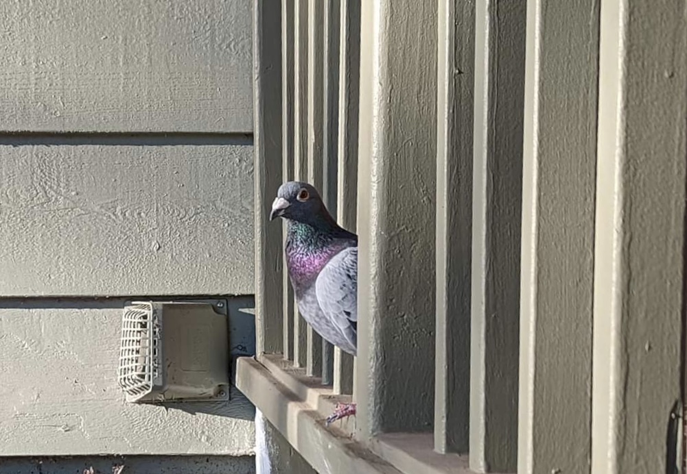 Pigeonsdoingthings Police caught a pigeon wearing a tiny backpack