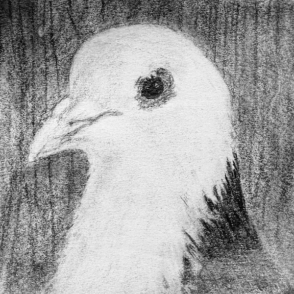 Pigeon lying down portrait by FTerracciano on Newgrounds