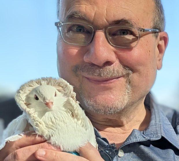 Portrait of smiling Craig Newmark with fancy, white, crested Old Dutch Capuchin pigeon Marjoram